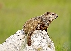 Groundhog