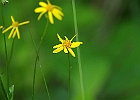 Smallanthus uvedalius - Hairy Leafcup, Bear&#39;s Foot, Yellow Leafcup