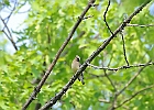 Cedar Waxwing