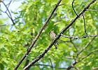 Cedar Waxwing