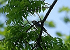 Blue Jay