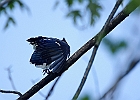Blue Jay