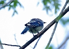 Blue Jay