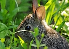 Baby Cottontail Rabbit