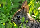 Baby Cottontail Rabbit