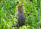 Baby Cottontail Rabbit
