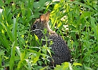 Baby Cottontail Rabbit