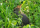 Baby Cottontail Rabbit