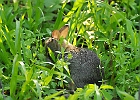 Baby Cottontail Rabbit