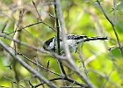 Black-capped Chickadee
