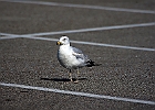 Ring-billed Gull