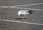 Ring-billed Gull