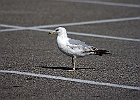 Ring-billed Gull