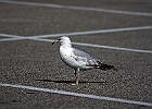 Ring-billed Gull