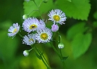 Erigeron pulchellus - Robin&#39;s Plantain