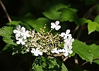 Viburnum lantanoides - Hobblebush, Moosewood