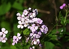 Hesperis matronalis L - Dames Rocket