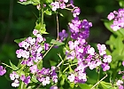 Phlox paniculata - Fall Phlox; Garden phlox