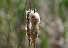 Cattail
