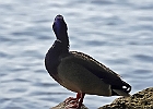 Mallard (Male)