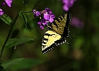Tiger Swallowtail Butterfly
