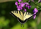 Tiger Swallowtail Butterfly