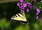 Tiger Swallowtail Butterfly