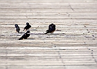 Barn Swallow