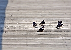 Barn Swallow