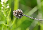 IMGP7401