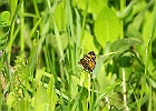 Tawny Crescent (Phyciodes batesii)