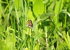 Tawny Crescent (Phyciodes batesii)