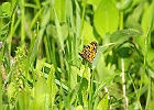 Tawny Crescent (Phyciodes batesii)