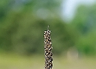 IMGP7406