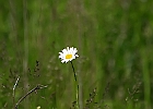 Chrysanthemum leucanthemum - Oxeye Daisy