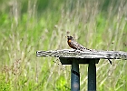 American Robin