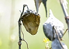 Milkweed Pod