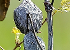 Milkweed Pod