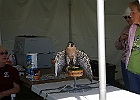 Paregrine Falcon (Captive)