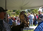 Red-tailed Hawk (Captive)