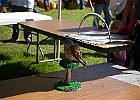 American Kestrel (Captive)