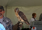 Red-tailed Hawk (Captive)