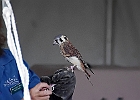 American Kestrel (Captive)