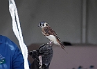 American Kestrel (Captive)