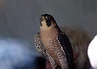 Paregrine Falcon (Captive)