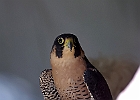 Paregrine Falcon (Captive)
