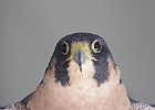 Paregrine Falcon (Captive)