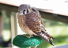 American Kestrel (Captive)