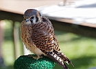 American Kestrel (Captive)