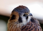 American Kestrel (Captive)